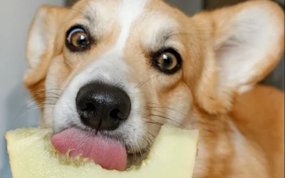 5 frutas que pueden comer los perros