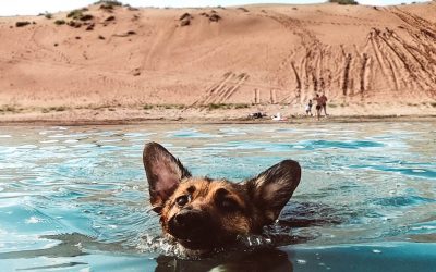 Playas para perros en Alicante