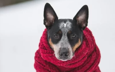 Cómo saber si un perro tiene frio