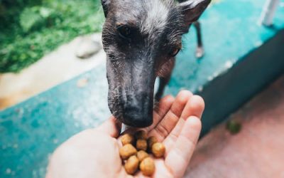 Comida seca vs comida húmeda: ¿qué es mejor para mi perro?