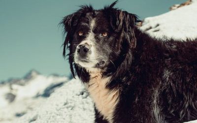 ¿Por qué tu perro estornuda mucho? Identificando las causas y cómo actuar