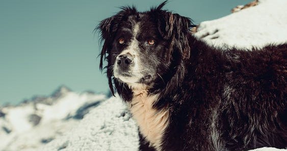 ¿Por qué tu perro estornuda mucho? Identificando las causas y cómo actuar