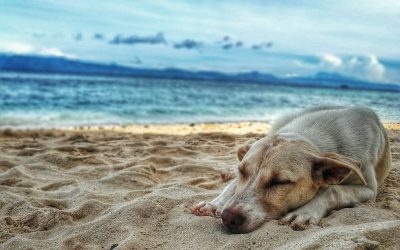 Cuidado de los Perros en Verano: Consejos para Mantener a Tu Mascota Fresca y Saludable
